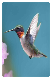 DF35T 028 Humming Bird 2